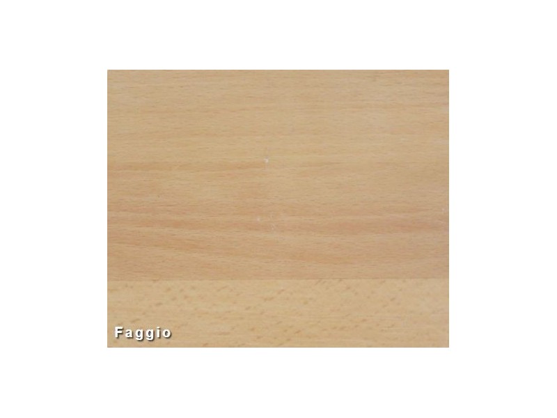 Faggio , Fagus Sylvatica