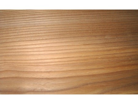 Olmo, Ulmus Carpinifolia